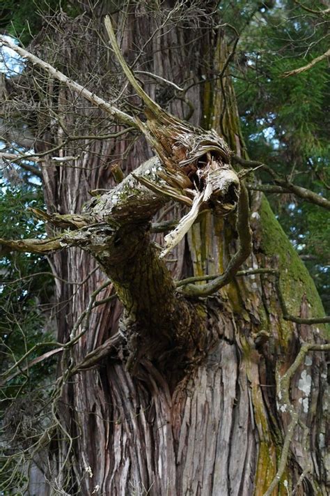 木 龍|高岡神社【岡山県】の龍が現れた場所はどこ？アクセ。